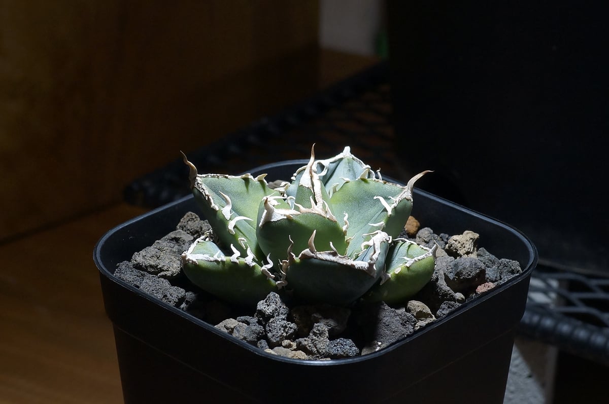 fit=scale-down,w=1200