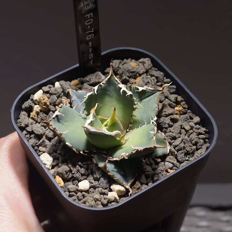 アガベ オテロイ FO-76/子株 F-25 | アガベ専門店 モンスターハウス