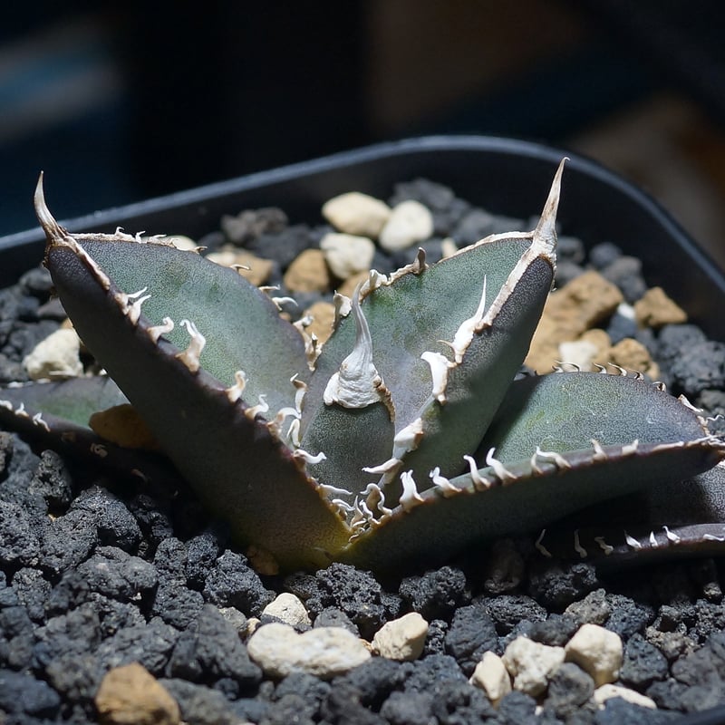 アガベ チタノタ　グリーンモンスター　緑幽霊 ダークグリーン アガベ チタノタ グリーンモンスター 緑幽霊 ダークグリーン