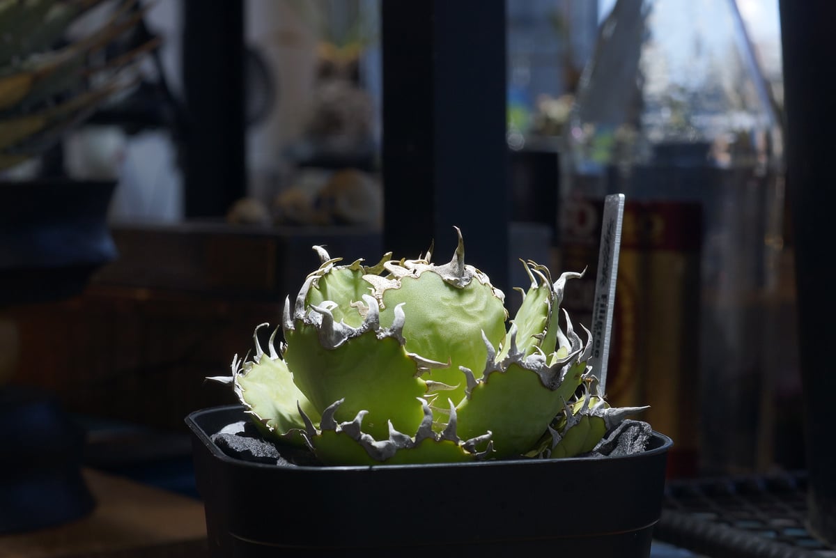 アガベ チタノタ フィリグリー /fg-06 | アガベ専門店 モンスターハウス