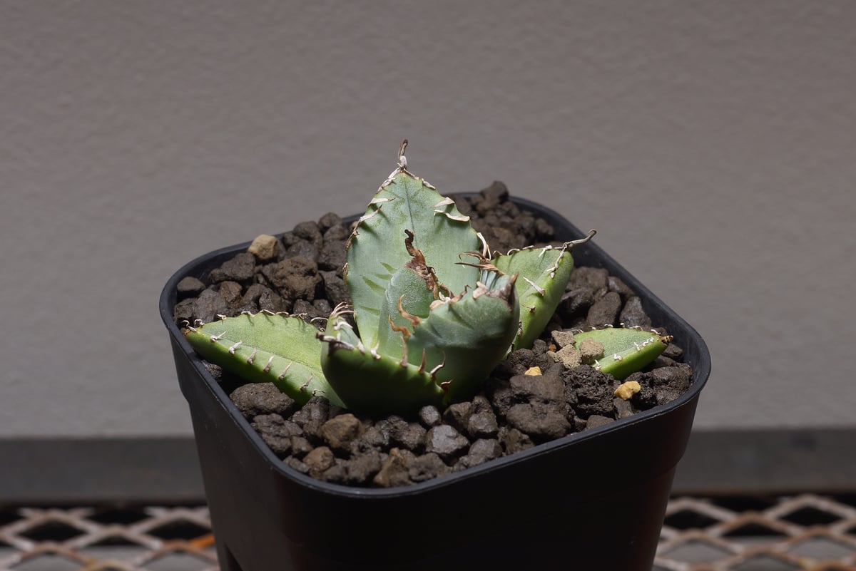 アガベ チタノタ 魔丸 / MG-03 | アガベ専門店 モンスターハウス