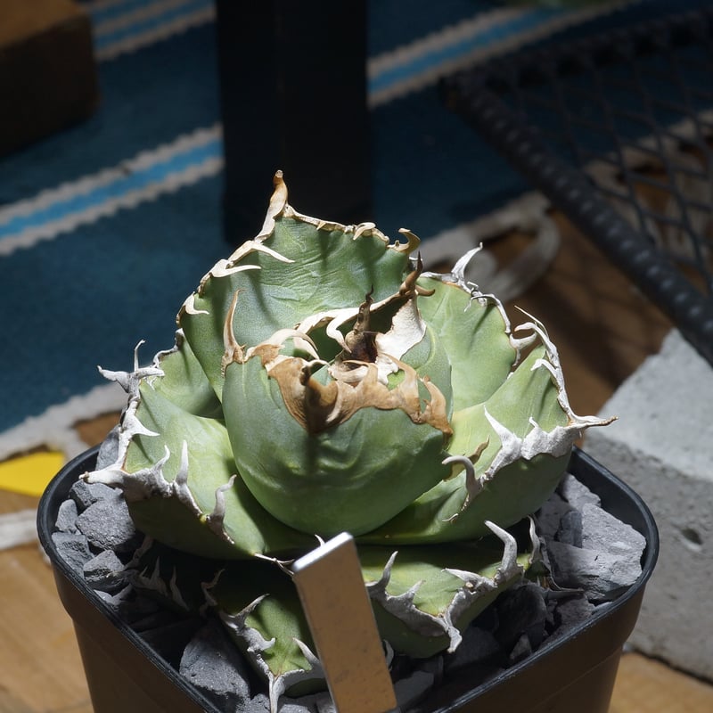 アガベ チタノタ 魔丸 / MG-11 | アガベ専門店 モンスターハウス