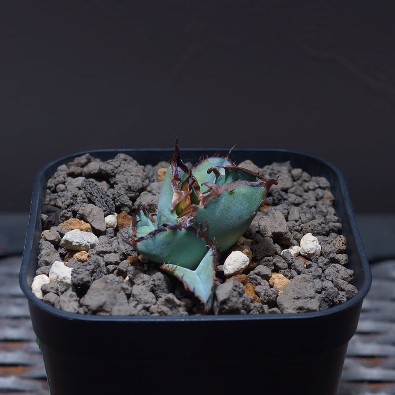 アガベ ブラック＆ブルー(BB) 50cm以上 アガベ チタノタ ブラックアンドブルー/bb-34 | アガベ専門店