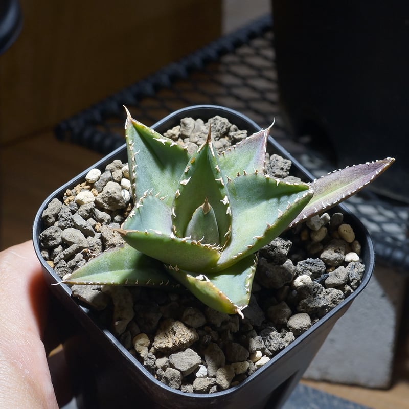 アガベ チタノタ 海王 / KO-01 | アガベ専門店 モンスターハウス