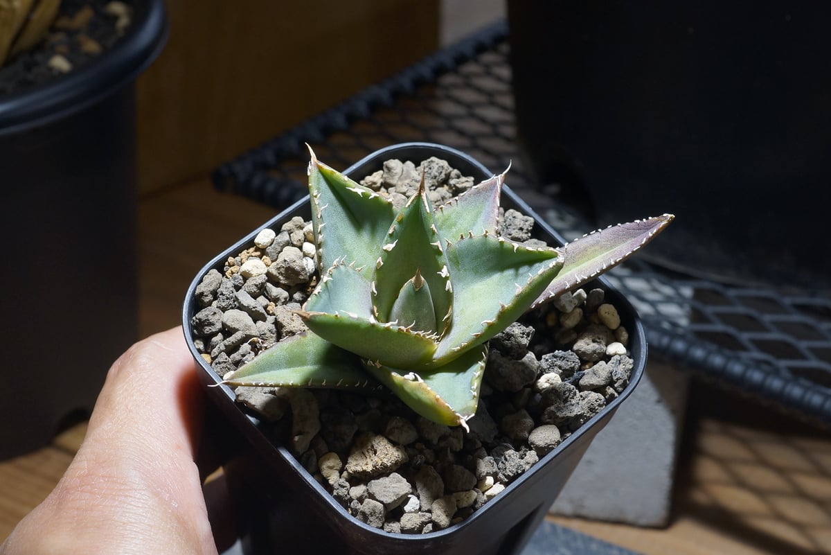 アガベ チタノタ 海王 / KO-01 | アガベ専門店 モンスターハウス