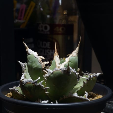 アガベ　ゴールド&ブルー CATEGORY アガベ | アガベ専門店 モンスターハウス