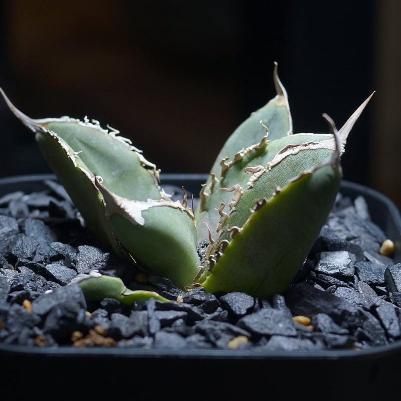 アガベ チタノタ X犀牛/ Dragon Agave産 xr-01 | アガベ専門店 モンス