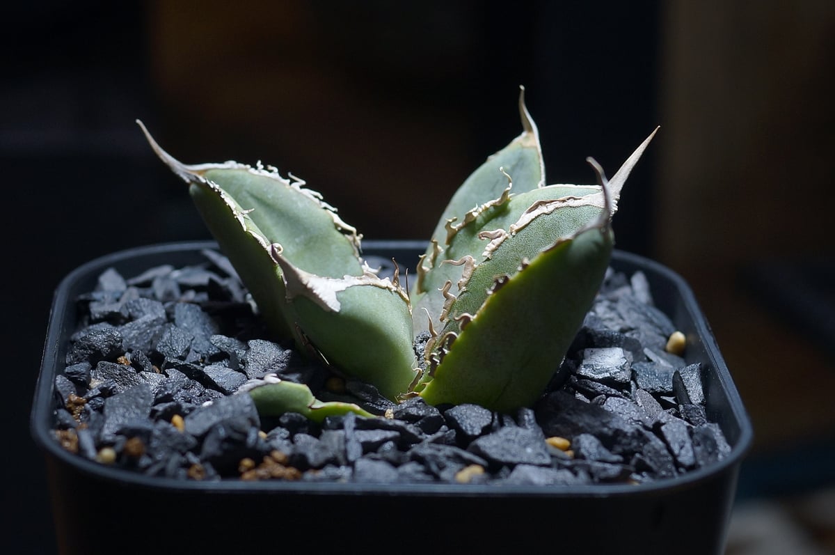 アガベ　チタノタ　‘Special ‘ 大株 アガベ チタノタ フェニックス 