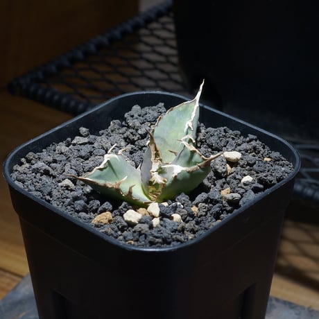 2月入荷 1000粒+ アガベ オテロイ 種子 チタノタ FO-76 証明書13 2月入荷 1000粒+ アガベ オテロイ 種子 チタノタ FO-76 証明書29 2月