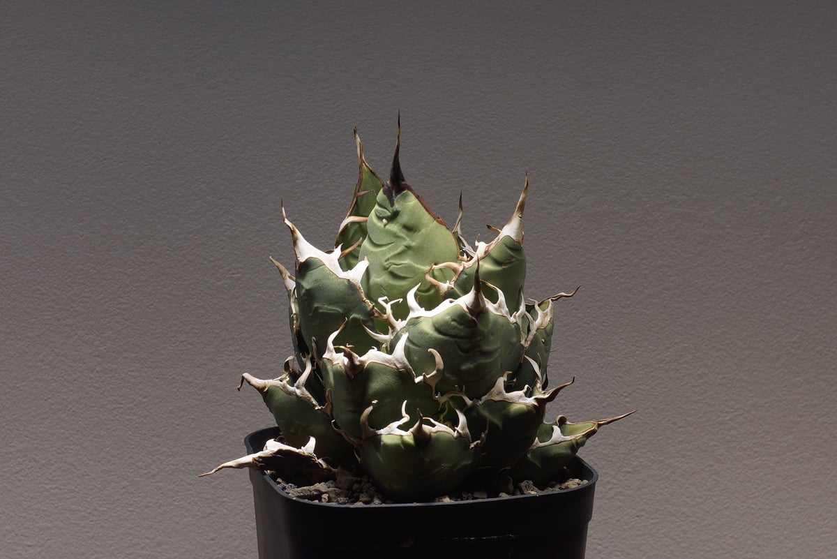 【ワイルド】オアハカ オテロイ 大株 アガベ オアハカ オテロイ/ 親株 ox-08 | アガベ専門店 モンスターハウス