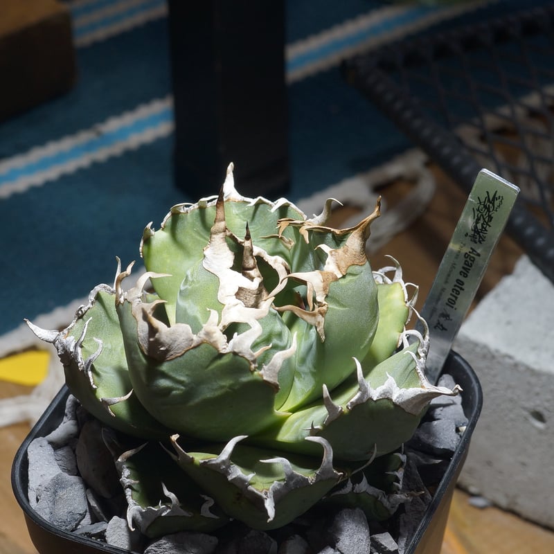アガベ チタノタ 魔丸 / MG-11 | アガベ専門店 モンスターハウス