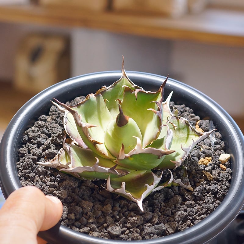 アガベ チタノタ ハデス / 黒帝斯 HD-03 | アガベ専門店 モンスターハウス