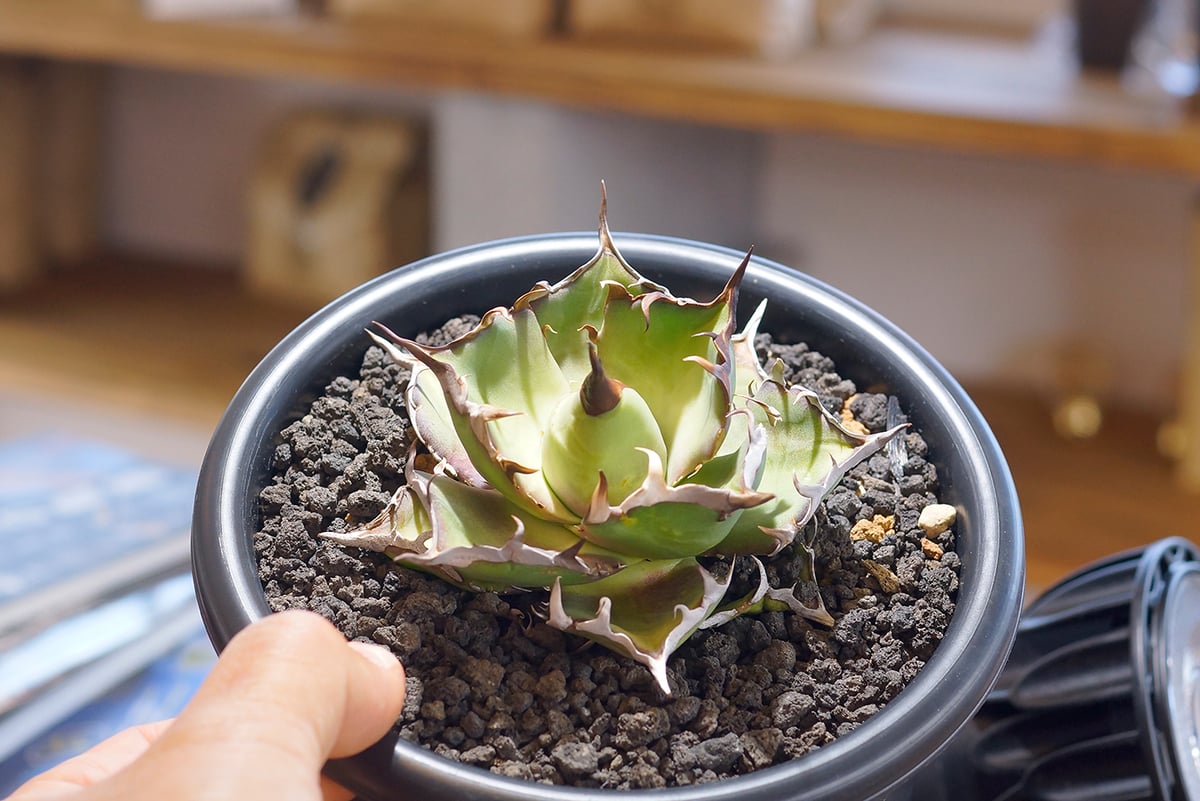 アガベ チタノタ ハデス アガベ チタノタ ハデス / 黒帝斯 HD-03 | アガベ専門店