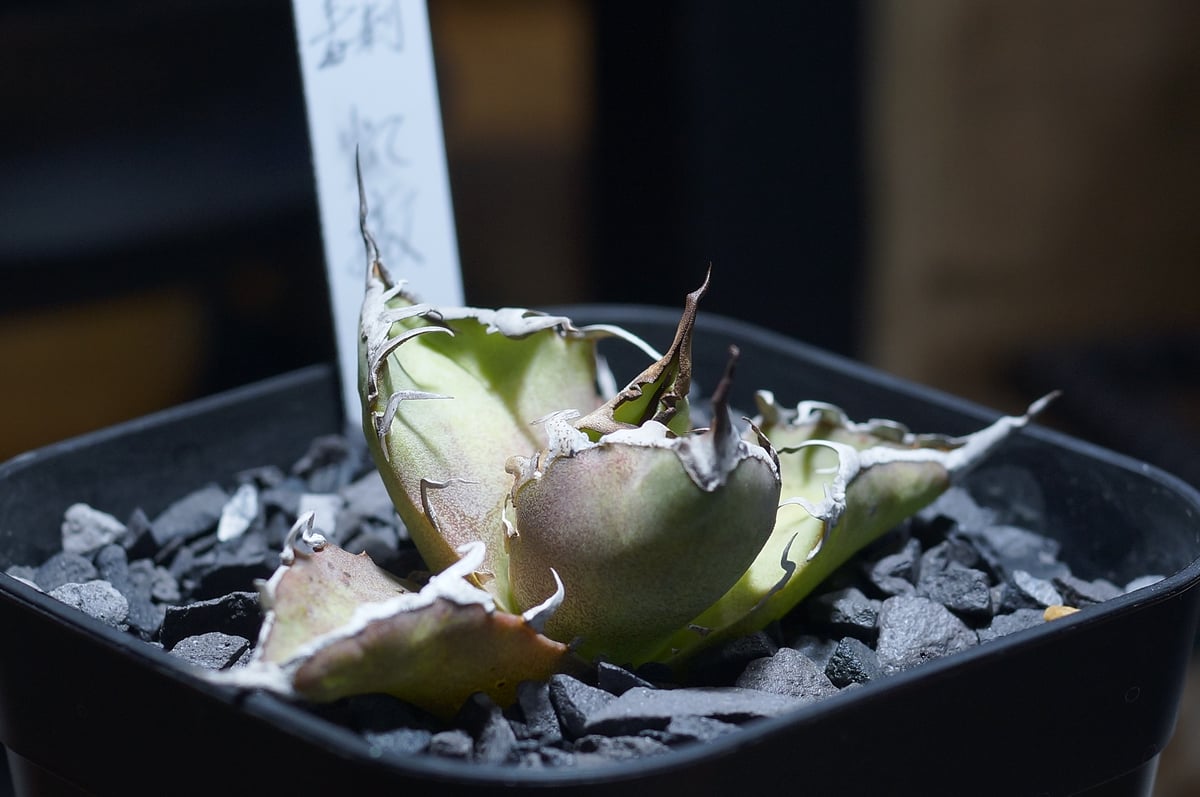 アガベ チタノタ シーザー 凱撒/ 毒刺産 cae-13 | アガベ専門店