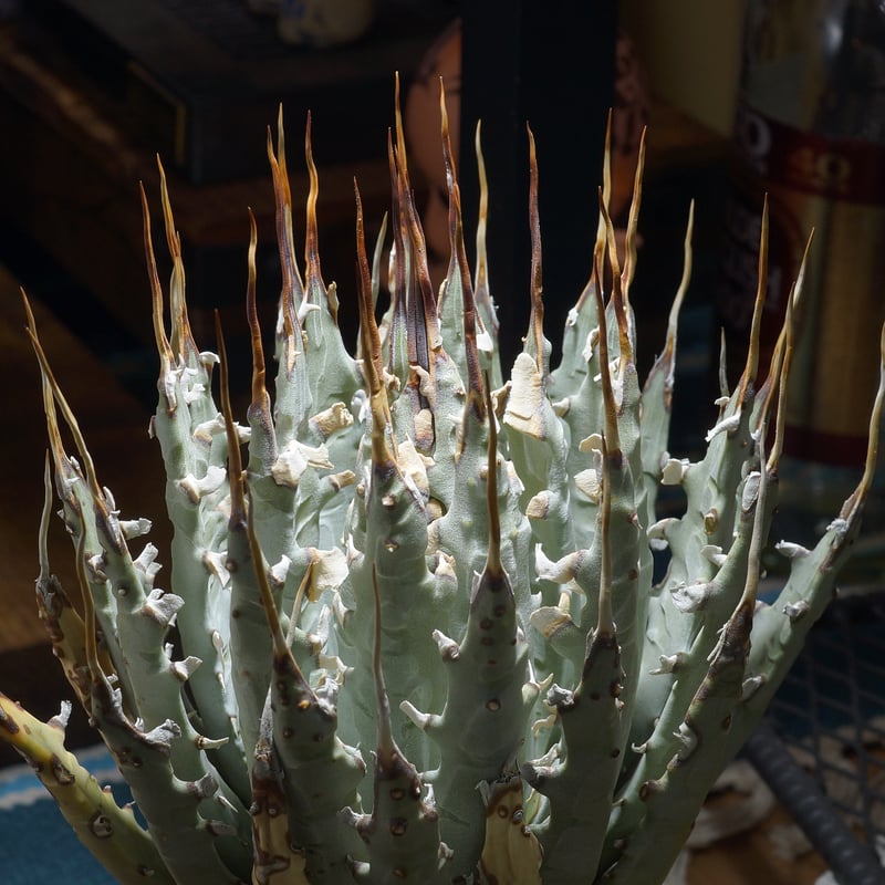 アガベ ユタエンシス エボリスピナ / ES-27 | アガベ専門店 モンスター