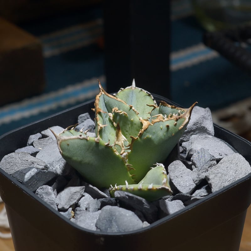 アガベ　チタノタ　鰐亀 アガベ チタノタ 鰐亀 / WG-02 | アガベ専門店 モンスターハウス