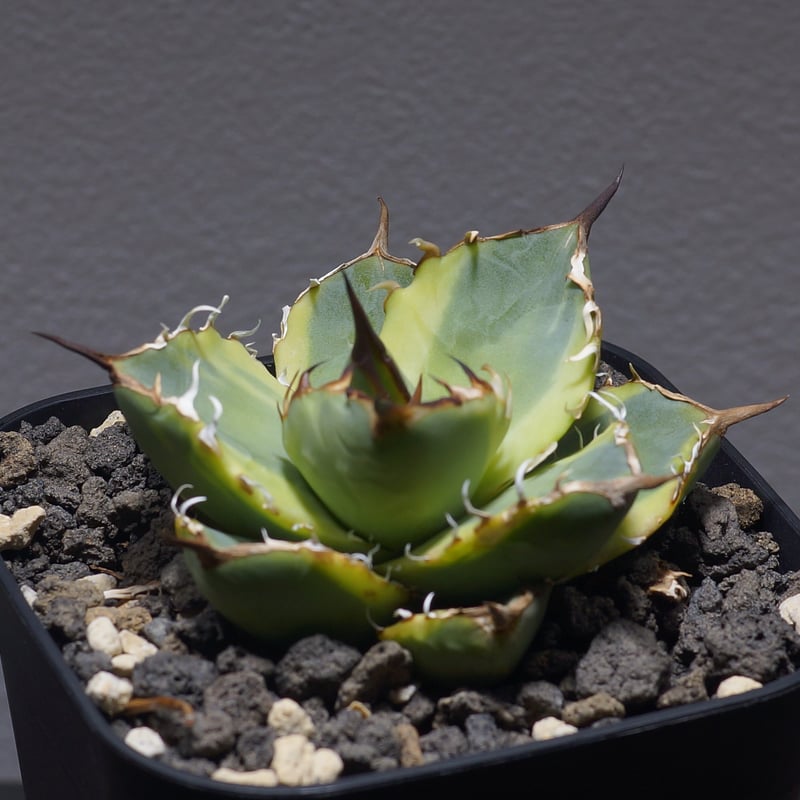 発根済】アガベ スーパーチタノタ 子株 07 発根済】アガベ スーパー