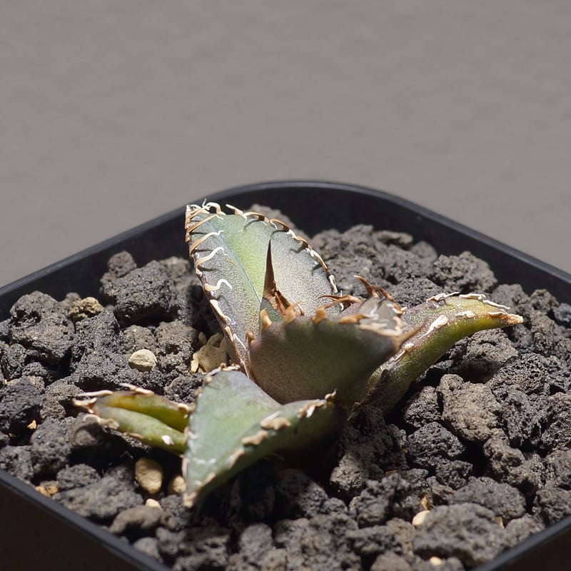 アガベ チタノタ sharkshoui シャークソウイDennis020 千鳥影 アガベ チタノタ sharkshoui シャークソウイDennis020 千鳥影