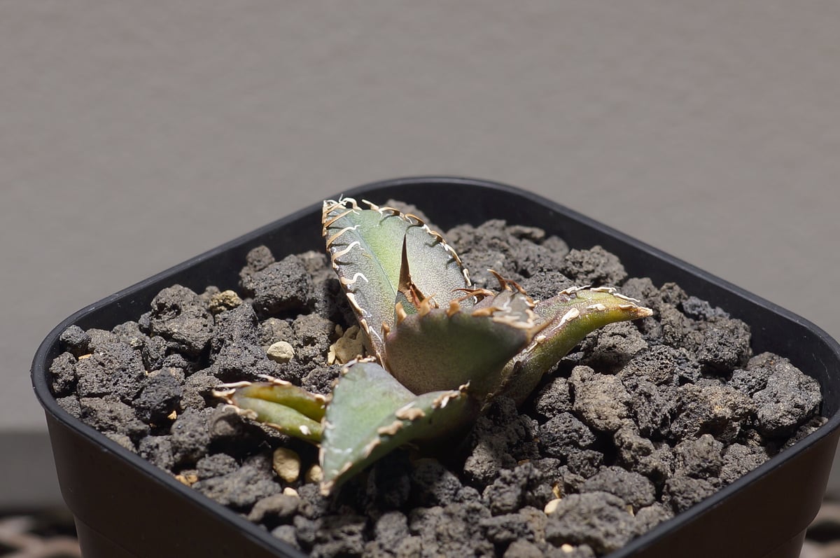 アガベ チタノタ シャークソウイ 子株 SS-09 | アガベ専門店