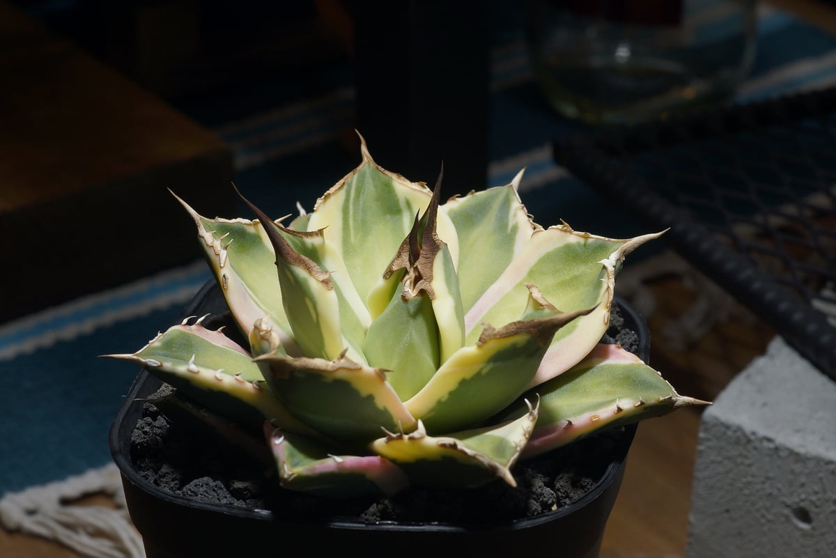 スナグルトゥース 暴牙 極上 ボールタイプ_1 アガベ チタノタ スナグルトゥース 暴牙 /ST-01 | アガベ専門店