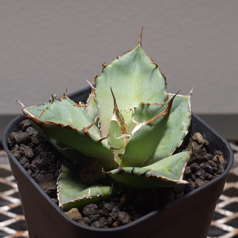 アガベ チタノタ 黒豹/子株 BP-06 | アガベ専門店 モンスターハウス