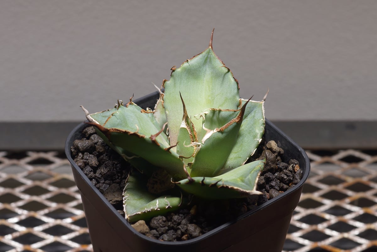 アガベ チタノタ 黒豹/子株 BP-06 | アガベ専門店 モンスターハウス