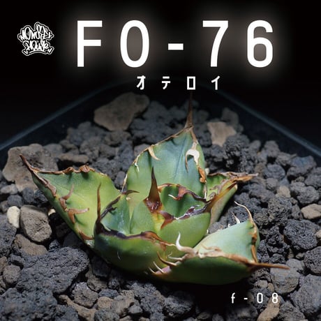 【ラッピング無料】 アガベチタノタfo76 | STORES アガベ