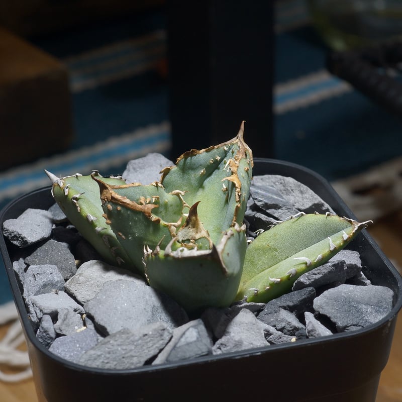 アガベ チタノタ 鰐亀 / WG-02 | アガベ専門店 モンスターハウス