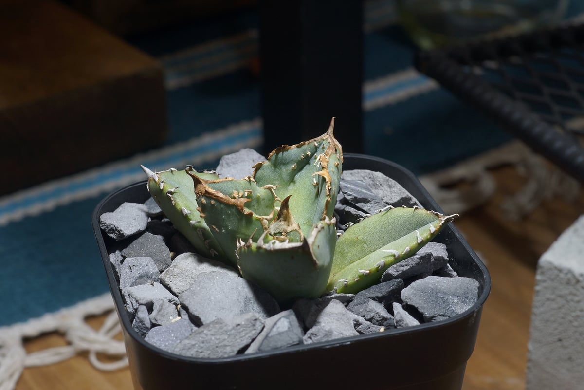 アガベ チタノタ 鰐亀 / WG-02 | アガベ専門店 モンスターハウス