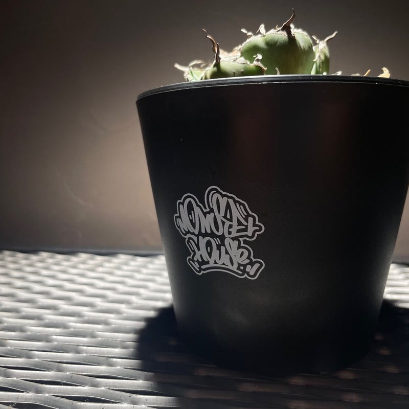 トシ spicygem コラボ 鉢 3コ セット 未使用 トシ spicygem コラボ 鉢