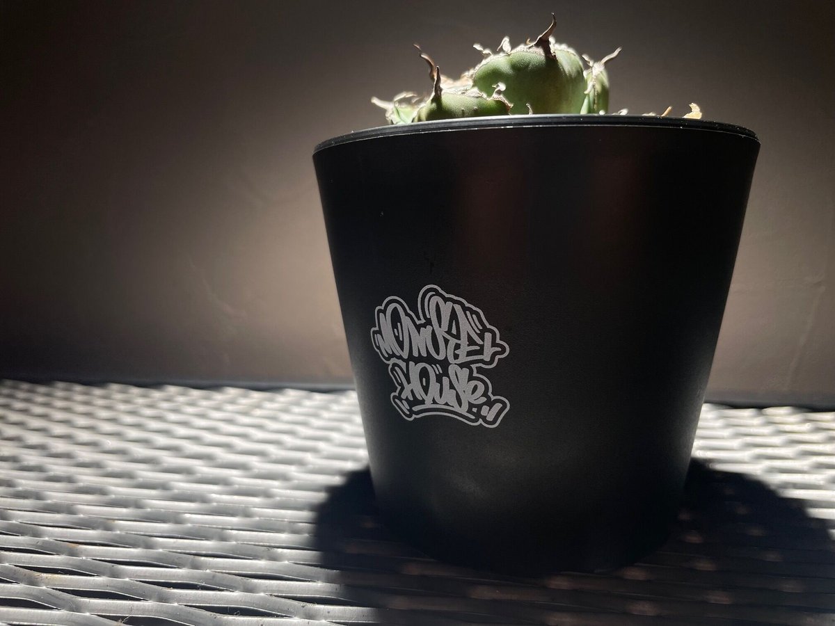 プランツモンスター plants monsters pot 大鉢(B) Plants