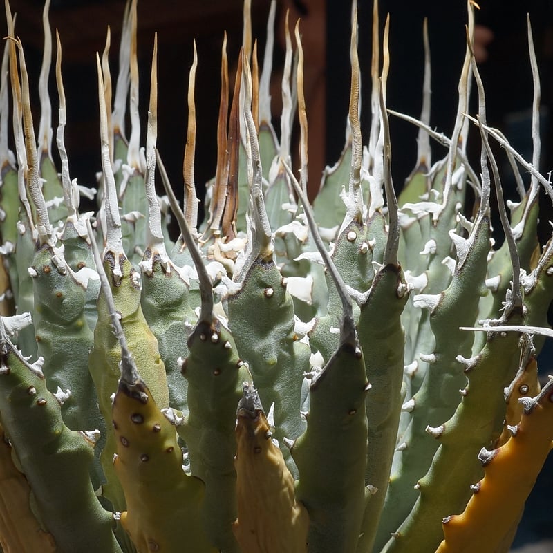 アガベ ユタエンシス エボリスピナ / ES-25 | アガベ専門店 モンスター