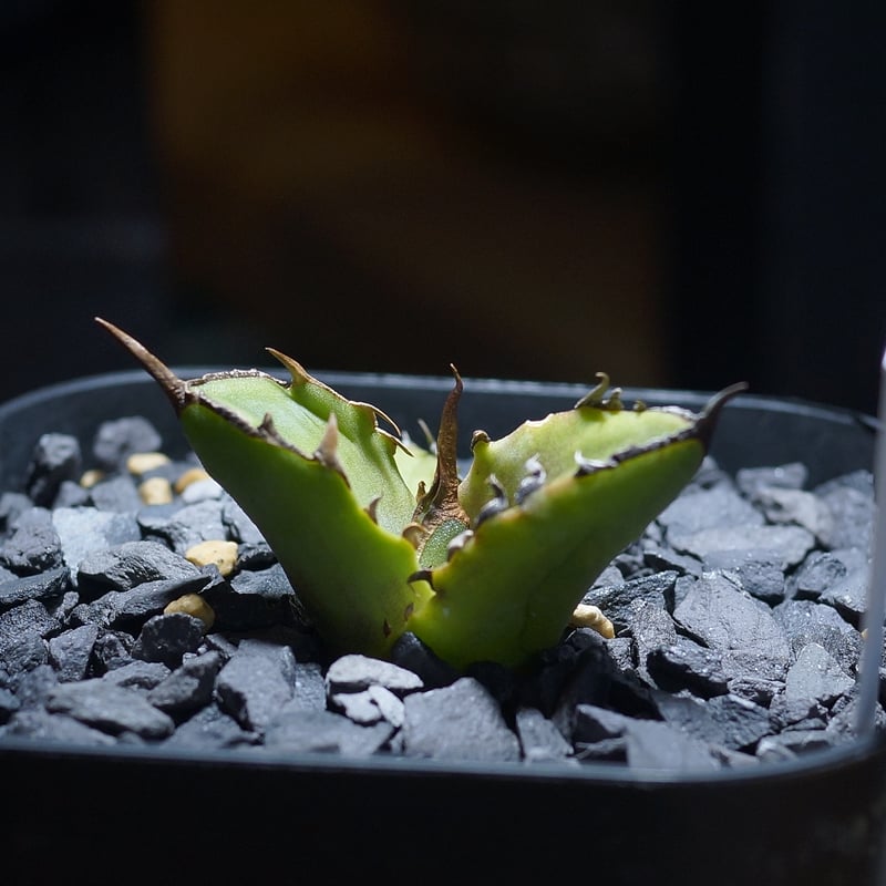 アガベ チタノタ 白犀牛/ 毒刺産 wr-05 | アガベ専門店 モンスターハウス