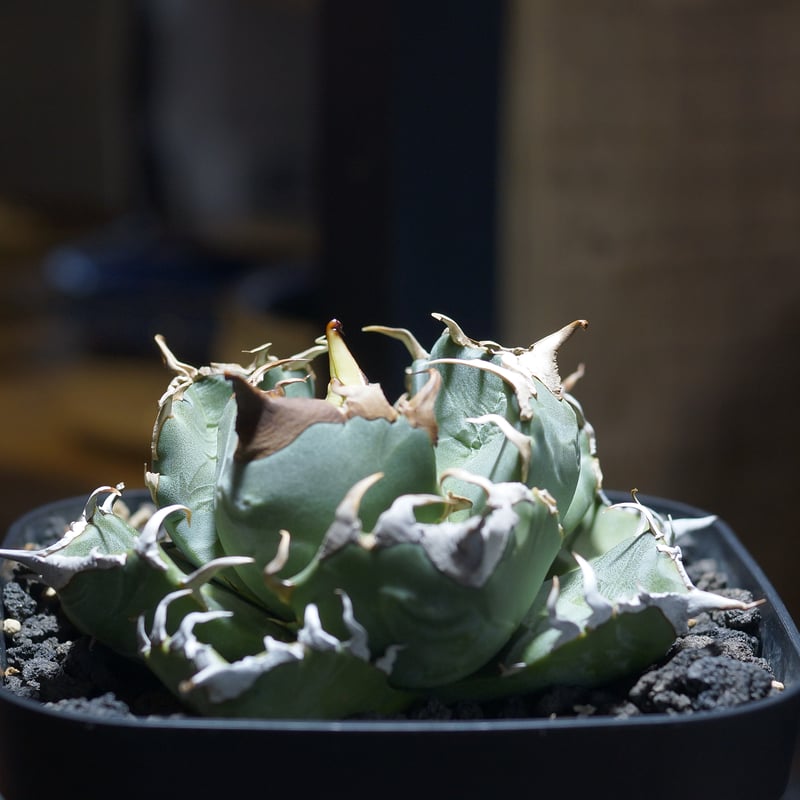 アガベ チタノタ 魔丸 / MG-10 | アガベ専門店 モンスターハウス