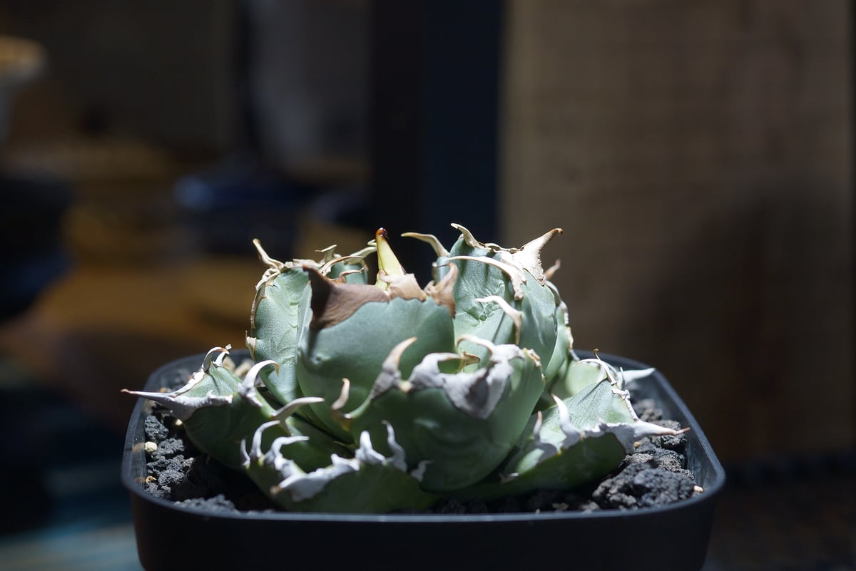 アガベ チタノタ 魔丸 / MG-10 | アガベ専門店 モンスターハウス