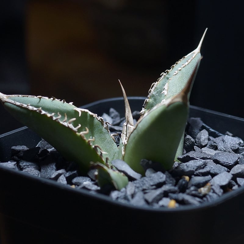 アガベ チタノタ X犀牛/ Dragon Agave産 xr-02 | アガベ専門店 モンス