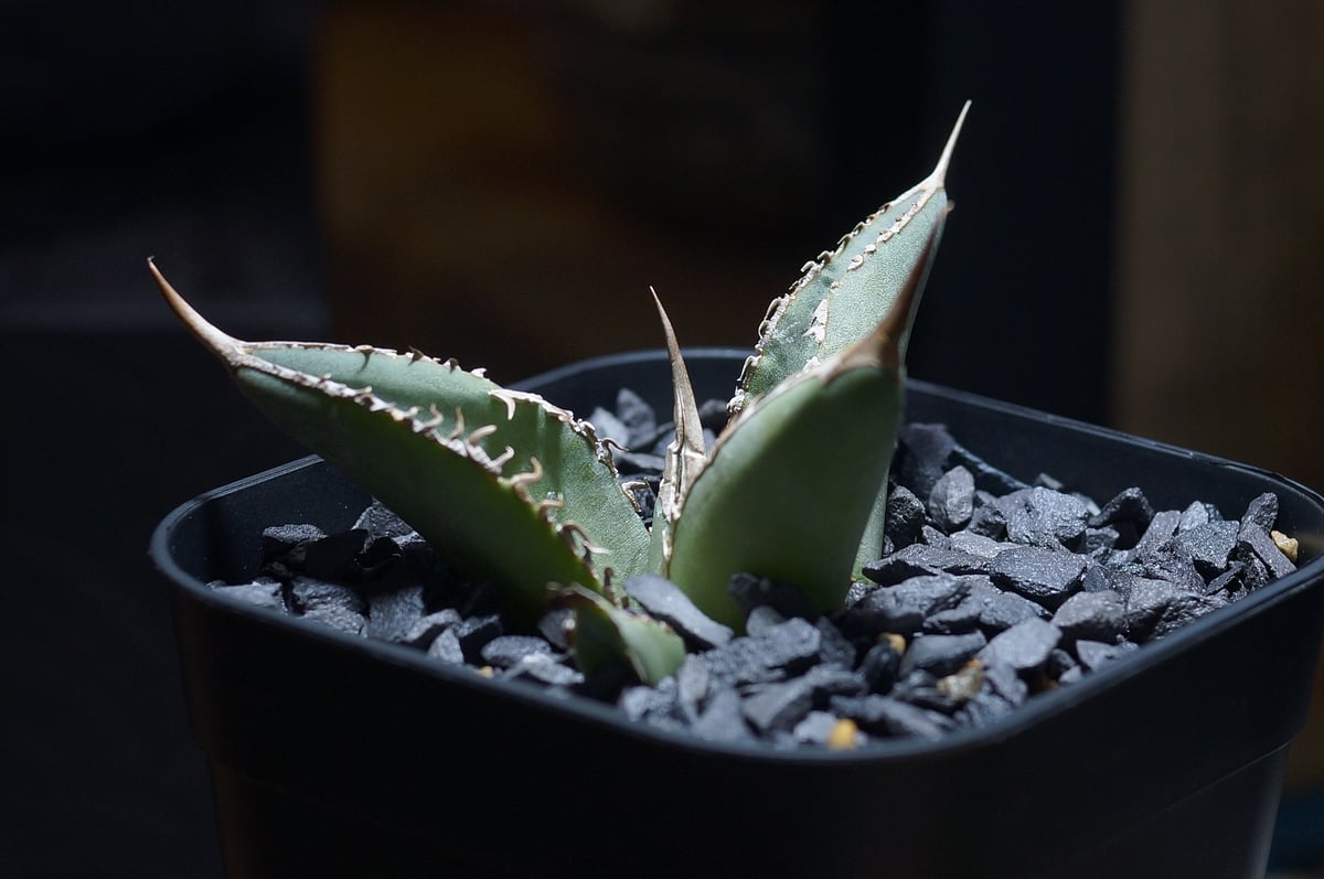 アガベ チタノタ X犀牛/ Dragon Agave産 xr-02 | アガベ専門店 モンス