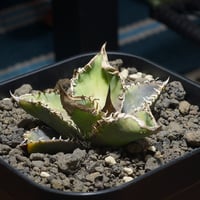 アガベ チタノタ X犀牛/ Dragon Agave産 xr-02 | アガベ専門店 モンス