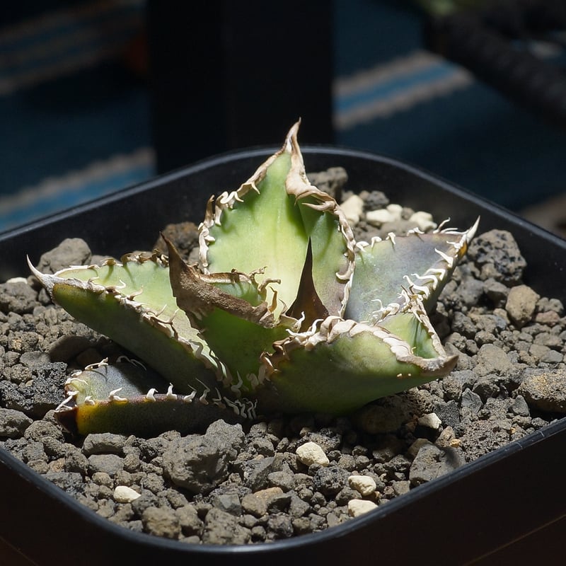 アガベ チタノタ 星空 / HZ-02 | アガベ専門店 モンスターハウス