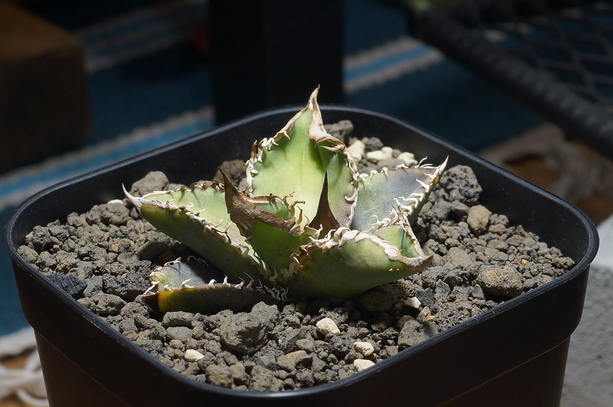 アガベ チタノタ 星空 / HZ-02 | アガベ専門店 モンスターハウス