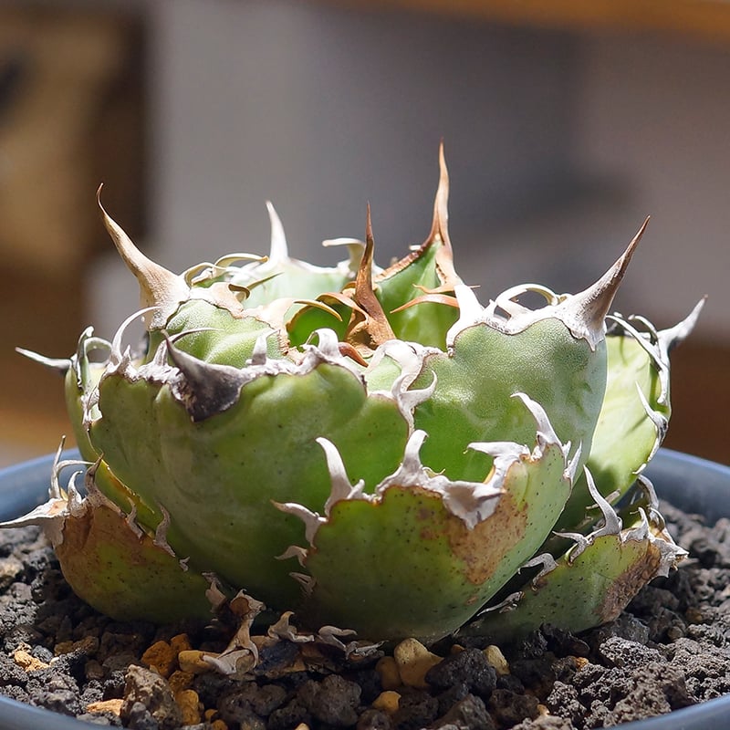 アガベ チタノタ 白鯨/ww-24 | アガベ専門店 モンスターハウス