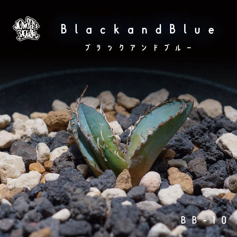 アガベ チタノタ ブラックアンドブルー（bb-10）BB子株 | アガベ専門店