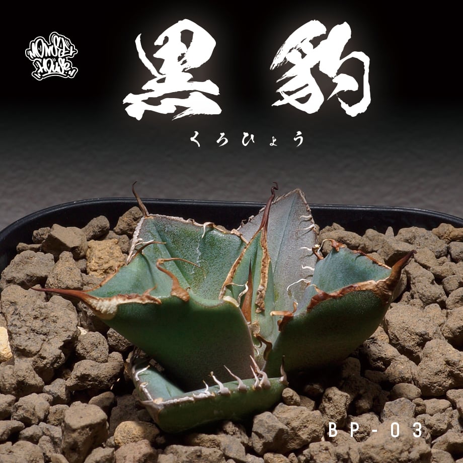 アガベ チタノタ 黒豹/子株 BP-03 | アガベ専門店 モンスターハウス
