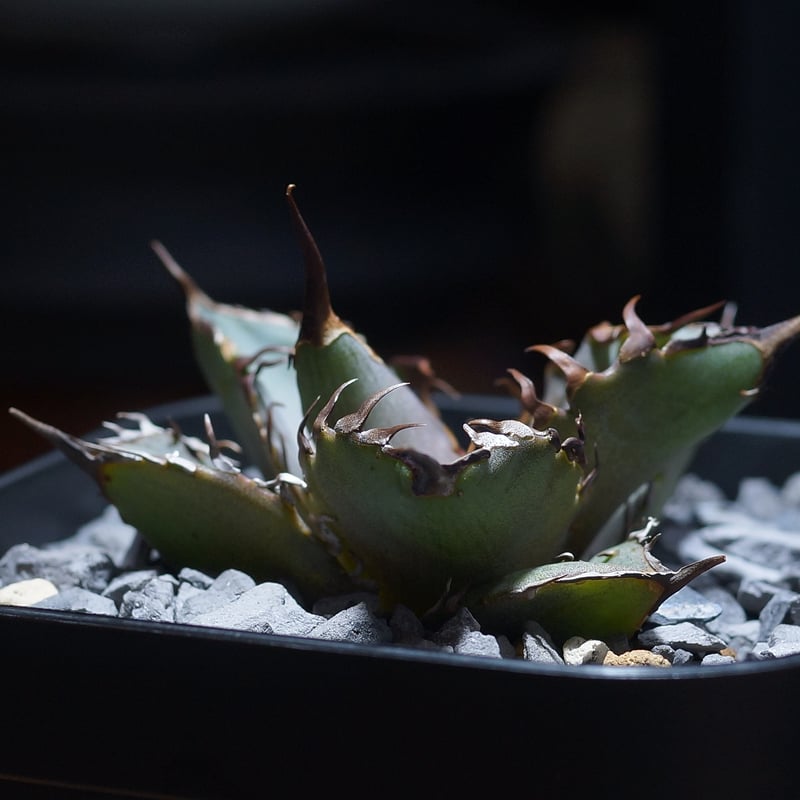 アガベ チタノタ 猟豹/ Dragon Agave産 ct-02 | アガベ専門店 モンスタ