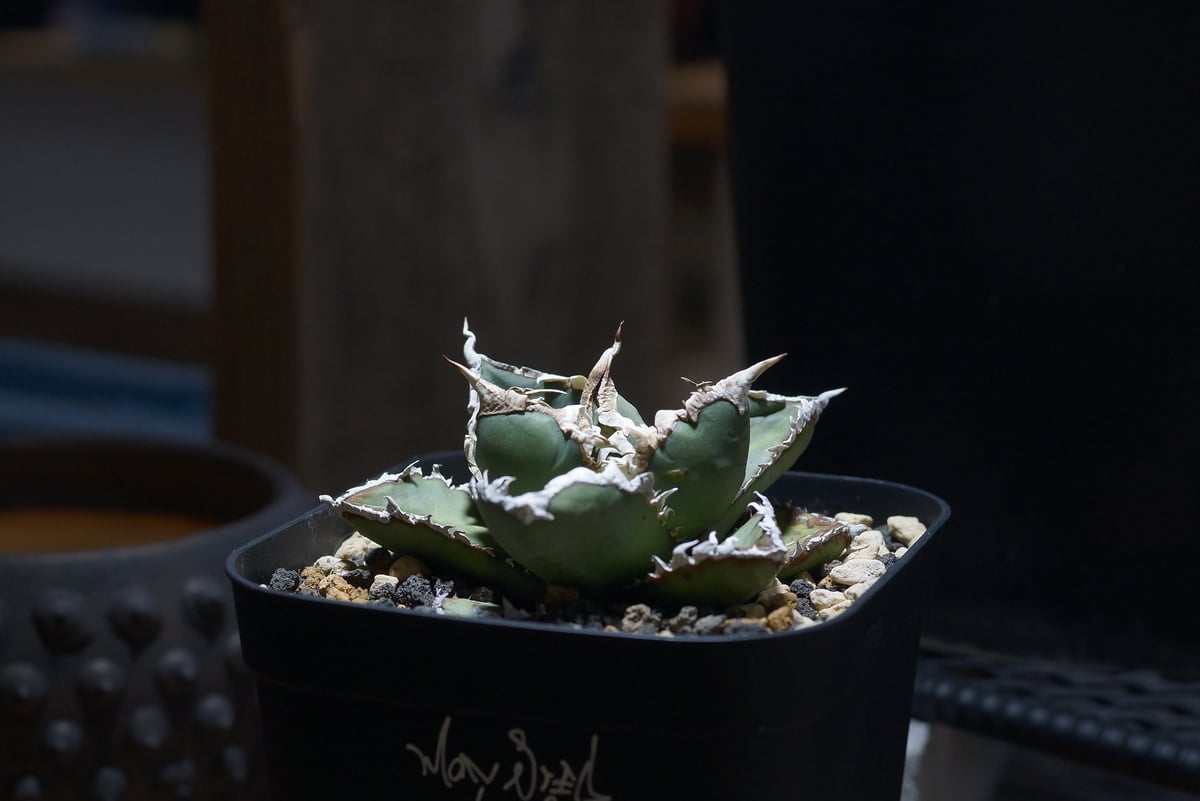 アガベ チタノタ 狼人 RN-03 | アガベ専門店 モンスターハウス