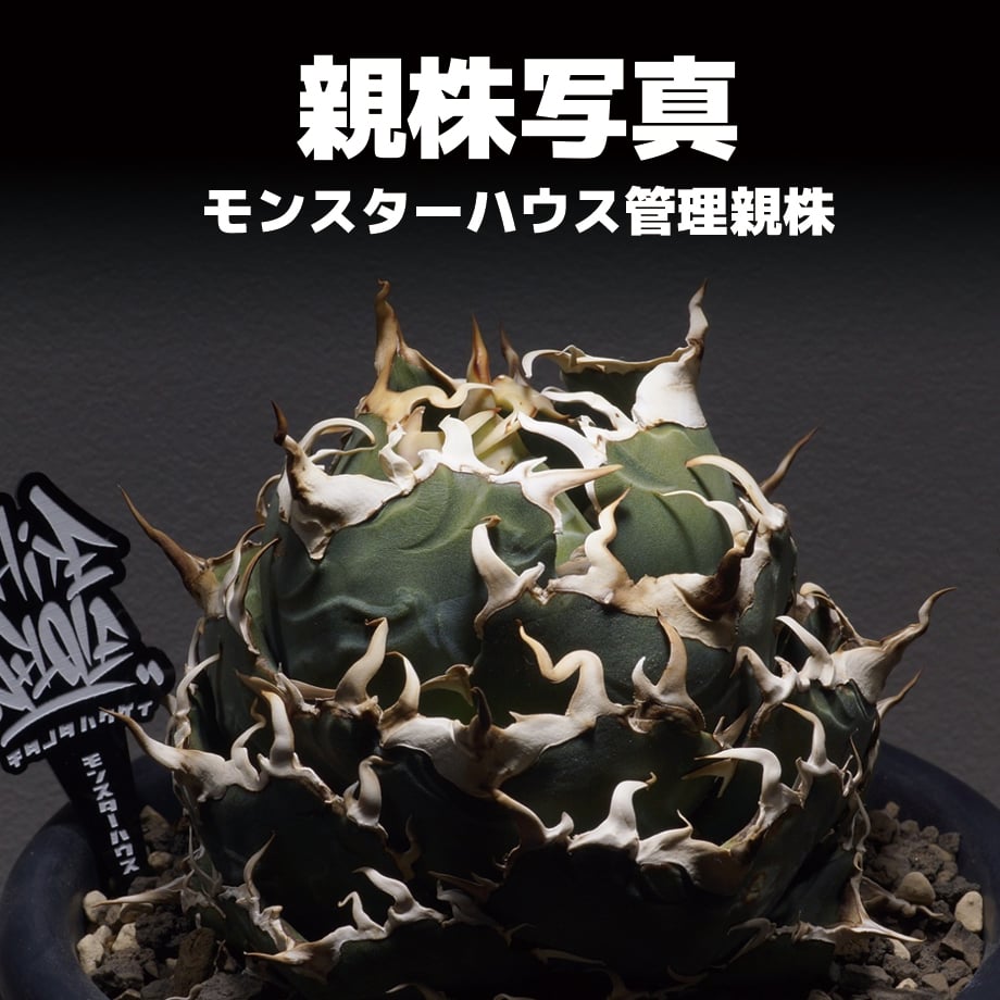 アガベ　白鯨　チタノタ アガベ チタノタ 白鯨/ww-28 | アガベ専門店 モンスターハウス