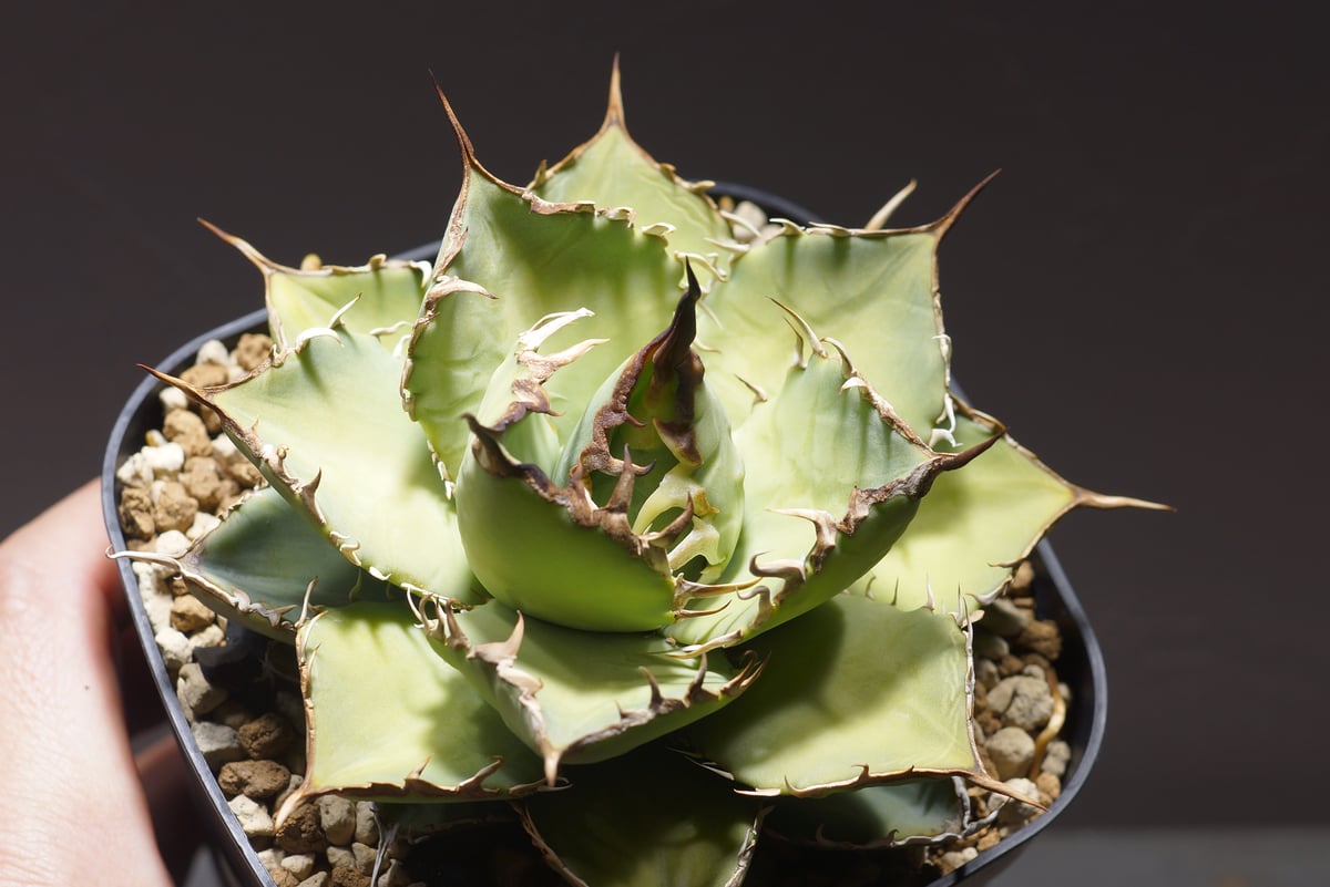 fit=scale-down,w=1200