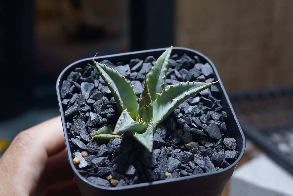 アガベ ハイブリッド 妖炎×姫厳竜/ Y×H-12 | アガベ専門店