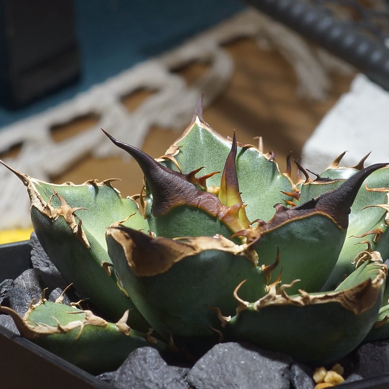 アガベ チタノタ 緑犀牛/ Dragon Agave産 GR-03 | アガベ専門店 モンス