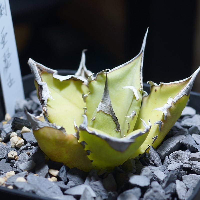 アガベ チタノタ キングアーサー/ 毒刺産 ka-02 | アガベ専門店